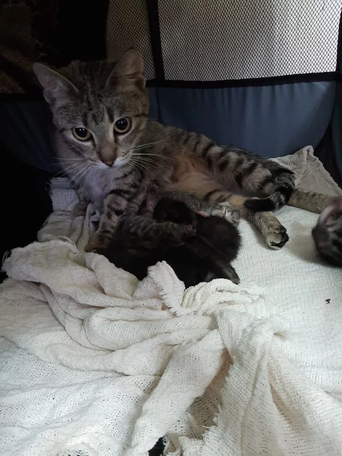 Continuation of the post “A pregnant domestic cat was released into the entrance, where she gave birth. They will not take it back. Much needed respite. SPB and LO - My, Treatment, cat, Volunteering, Homeless animals, In good hands, Animal Rescue, No rating, Longpost, Saint Petersburg, Dacha, Video, Vertical video, Reply to post