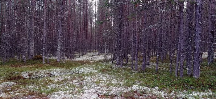 Dark forest - My, Forest, The photo, The nature of Russia, Moss, Tree