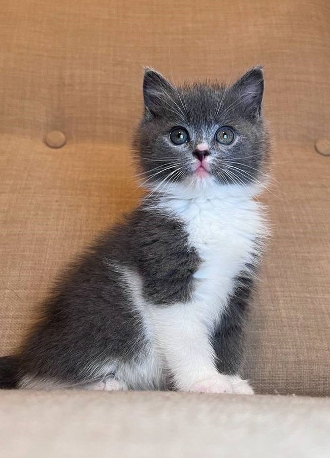 Cute kittens are looking for the kindest hands in the world - Shelter, Animal shelter, In good hands, Volunteering, Helping animals, The rescue, Overexposure, Veterinary, Animal Rescue, Help, Moscow region, Moscow, No rating, Kittens, Longpost, cat