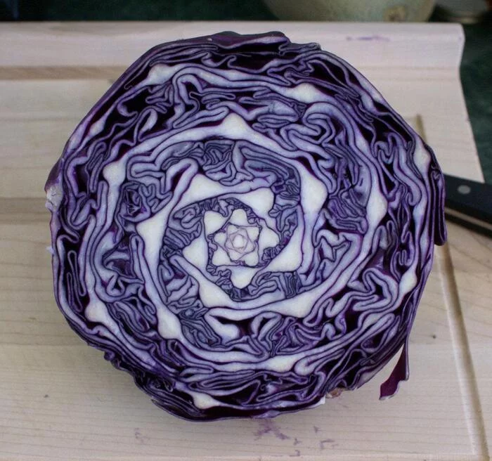 natural fractals - The photo, Cabbage, Section