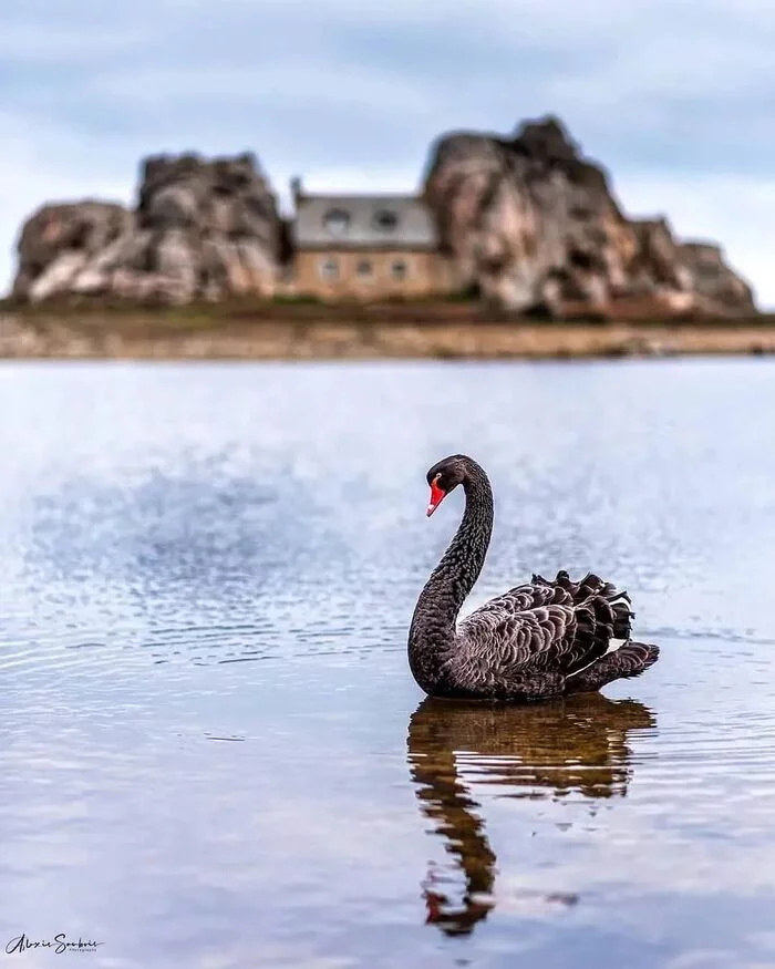 «Castel Meur»,  Plougrescant, Бретань, Франция - Франция, Черный лебедь, Бретань, Скалы, Дом, Море, Природа