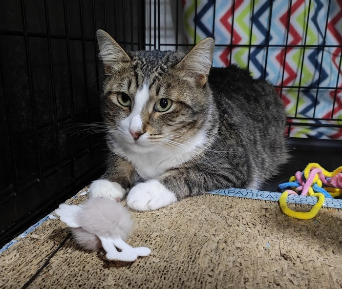 ����������� ����� ������