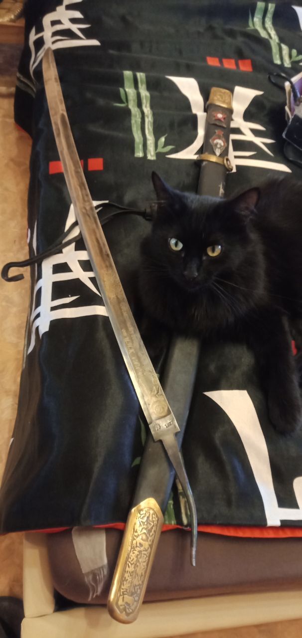 Кот и шашка Черный кот, Шашка, Холодное оружие, Длиннопост, Кот