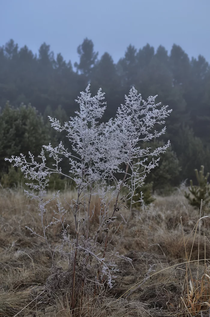 Santa Claus decorated in his own way - My, Krasnoyarsk region, Shushenskoye, The photo, Autumn, freezing, Fog, Forest, Longpost