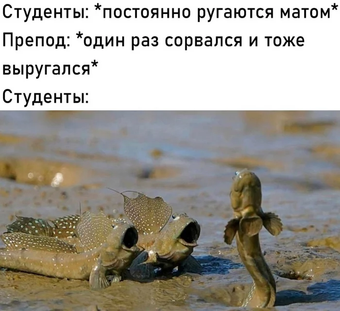 Woooow - Humor, Picture with text, Students, Memes, Teacher, Mat, Mudskipper
