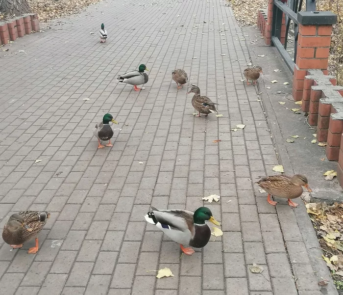 duck gang) - My, Duck, Drake, Nature, Lower Park, Longpost