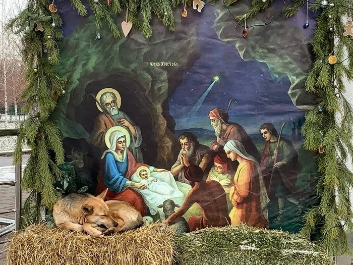 When I decided to sleep, and then the birth of Christ - My, Dog, Religion, Humor