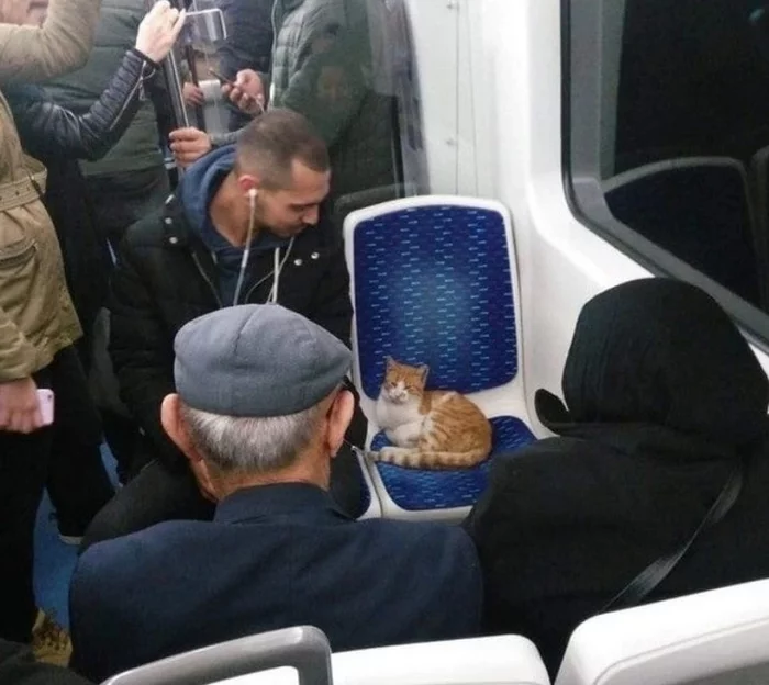 When the cat is a hare - Repeat, cat, Minibus, Bus