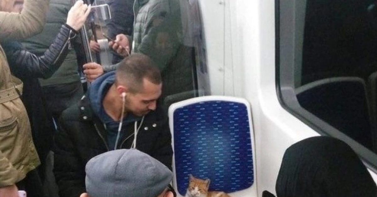 Когда кот - заяц | Пикабу