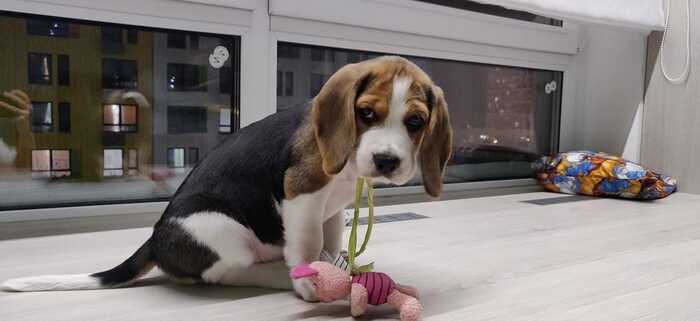 beagle in ribbon - My, Beagle, Milota, Funny animals, Dog, Puppies