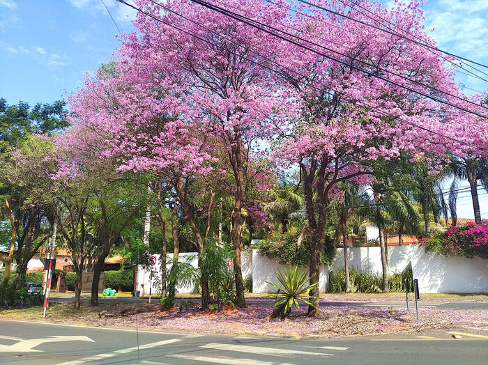 Парагвай. Так ли плохо живут в одной из беднейших стран Южной Америки? Туризм, Путешествия, Жизнь за границей, Южная Америка, Латинская Америка, Парагвай, Длиннопост Парагвай. Так ли плохо живут в одной из беднейших стран Южной Америки? Туризм, Путешествия, Жизнь за границей, Южная Америка, Латинская Америка, Парагвай, Длиннопост