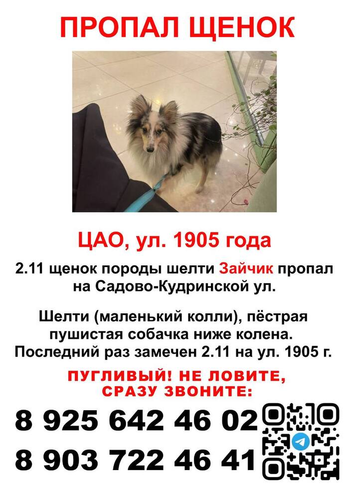 В центре Москвы пропал щенок шелти Потеряшка, Собака, Москва, Шелти, Колли, Пропала собака, Без рейтинга