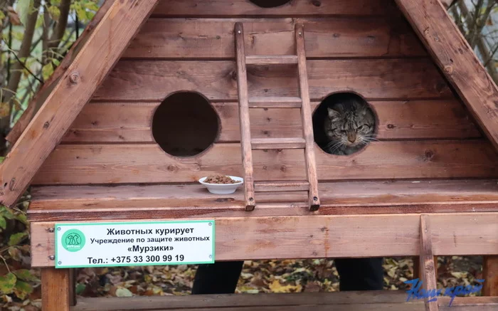 Houses for stray cats installed in Baranovichi - Republic of Belarus, news, Kindness, Animals, cat, Volunteering, House, Baranovichi, Longpost