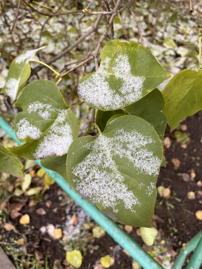 November 2022 - My, Leaves, Snow