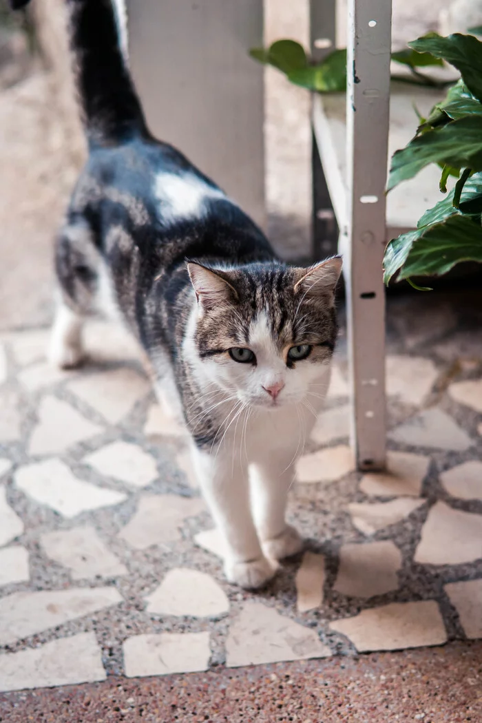 Montenegro: cats and nature - My, The photo, The mountains, Nature, Forest, cat, Montenegro, Longpost