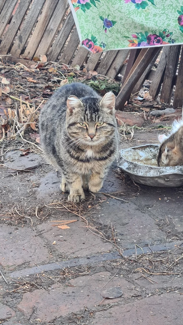 country cats - My, cat, Village, Mobile photography, Kittens, Longpost