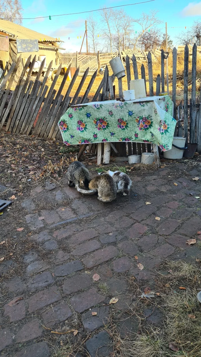 country cats - My, cat, Village, Mobile photography, Kittens, Longpost