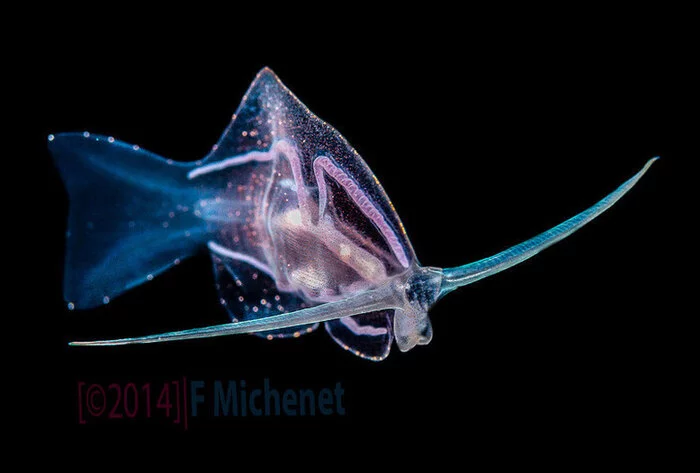 Phylliroe strange fish - Slug, Marine life, Luminescence, Amazing, Video, Longpost