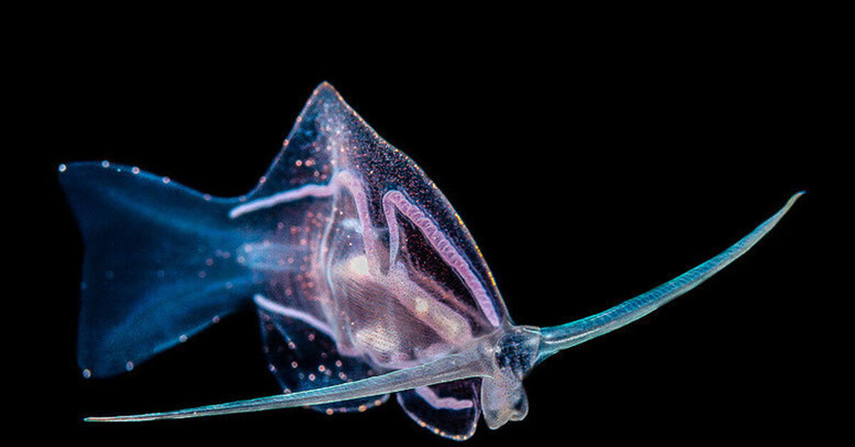 Прозрачная рыба. Phylliroe. Phylliroe bucephalla. Прозрачная рыба глубоководная. Рыба с прозрачным телом.