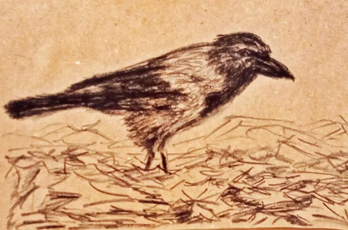 About the language of crows - My, Smart Crows, Grey Crow, Notes, Charcoal drawing