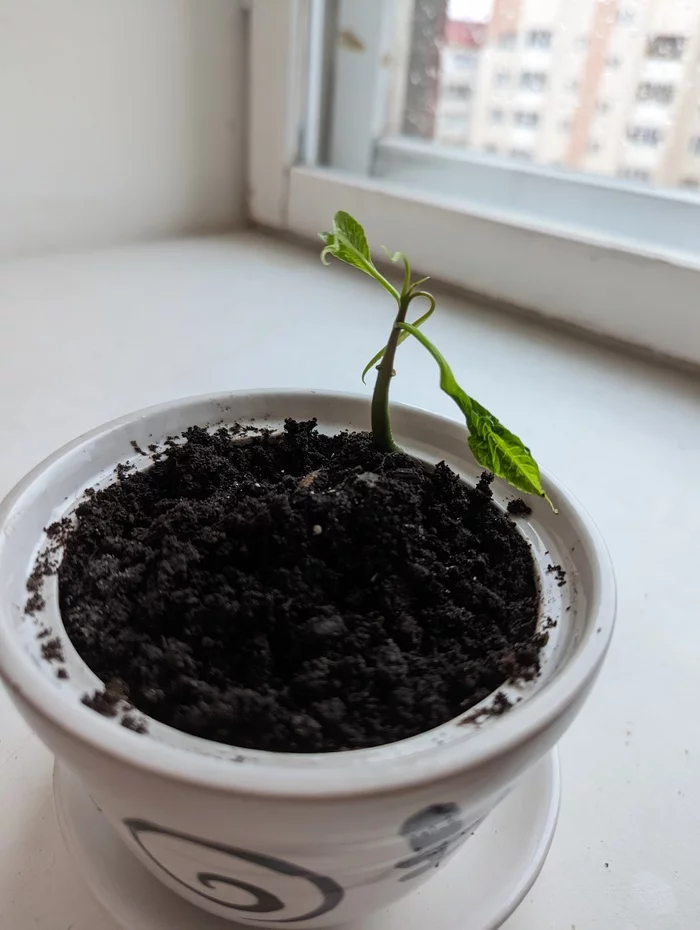 my mango - My, Mango, The bone sprouted