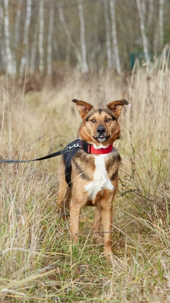 Christie. Sunbeam with ponytail - My, Shelter, Animal shelter, In good hands, The rescue, Volunteering, Veterinary, Helping animals, Animal Rescue, Help, Moscow region, Moscow, Dog, Longpost, No rating, The strength of the Peekaboo, Kindness