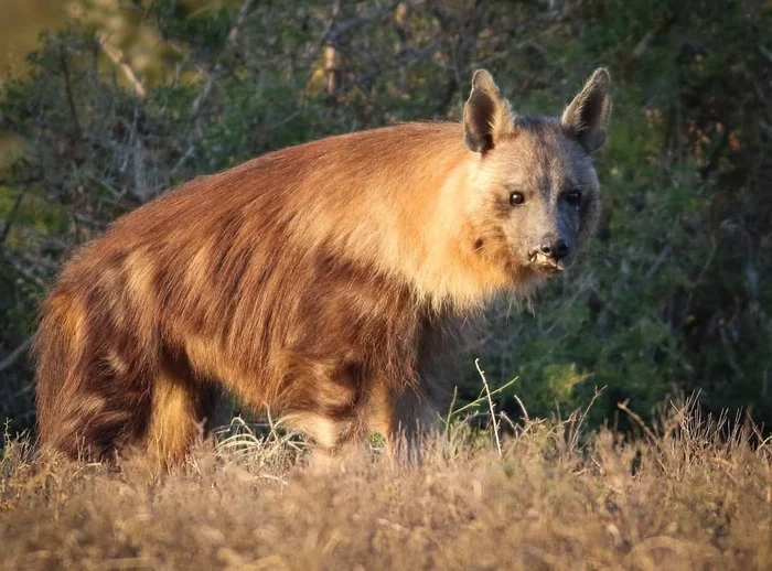 Experienced - Brown hyena, Hyena, Predatory animals, Mammals, Wild animals, wildlife, Nature, National park, South Africa, The photo