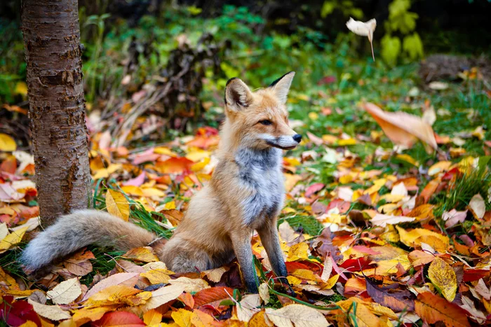 Autumn is made for foxes - My, Fox, Domestic fox, Nixie, Longpost