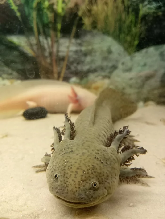 How to choose a healthy axolotl and not regret it) - My, Axolotl, Aquarium, Breeding, Care, Longpost, Care and maintenance