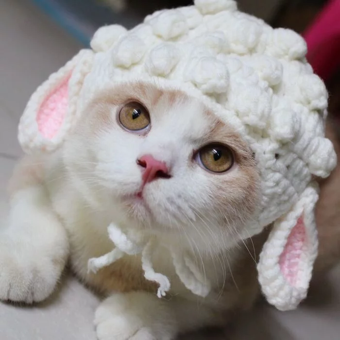 Year of the Cat Rabbit - Knitting, Crochet, Knitting, cat, Rabbit