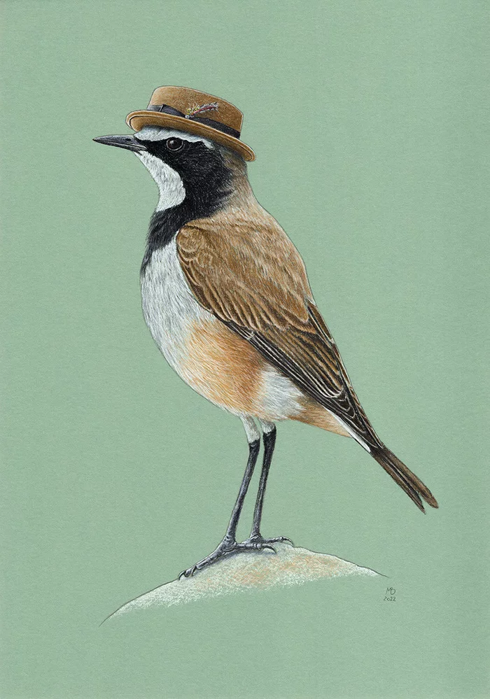 black-fronted wheatear - My, Birds, Animalistics, Drawing, Art, Pastel, Heater