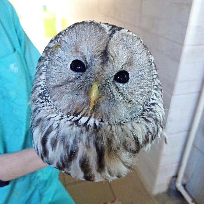 ����������� ����� ������������ ��� ������ �� �������