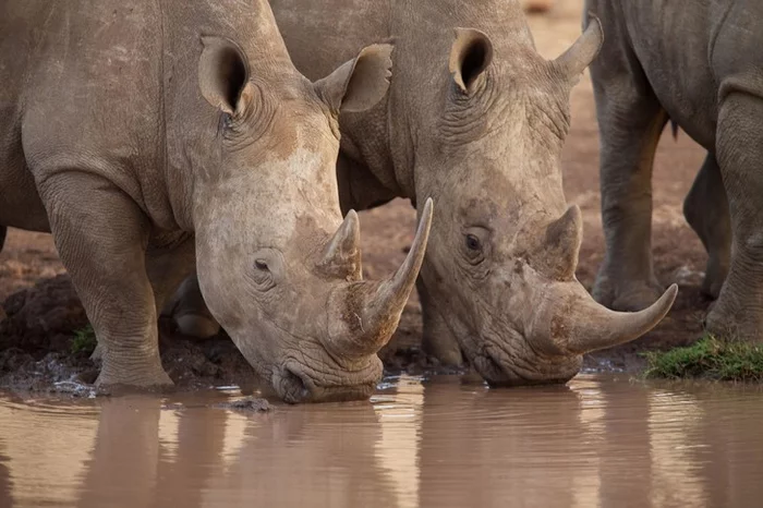 Rhino horns in the 21st century have become shorter - Rhinoceros, Evolutionary biology, Evolution, Wild animals, Scientists, Research