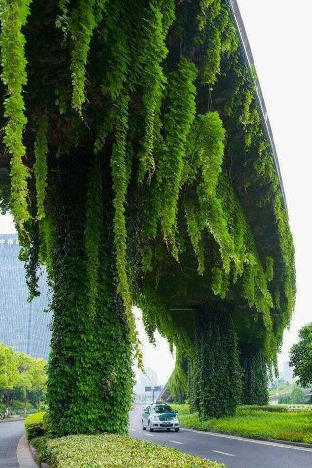 Висячие сады