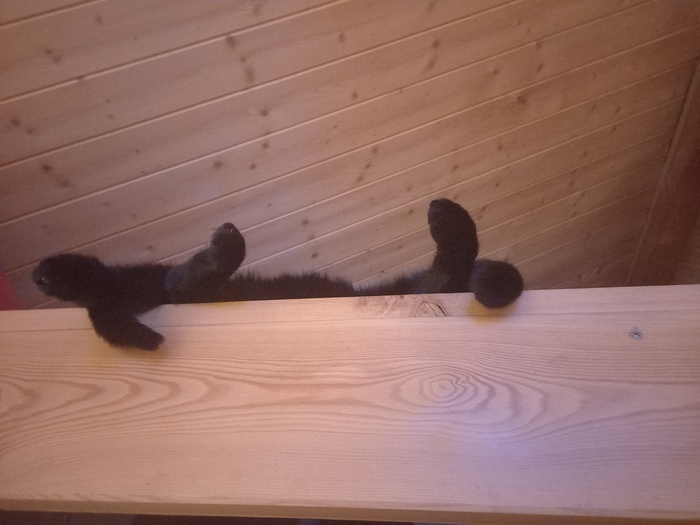 ����� �����