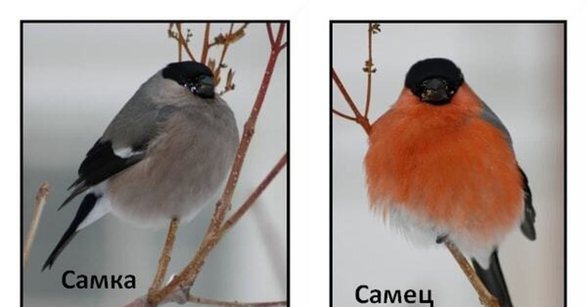 Снегирь птица мальчик. Как выглядит самка и самец снегиря. Снегирь самка и самец. Снегири самка и самец отличия. Снегирь самец и Снегирь самка.