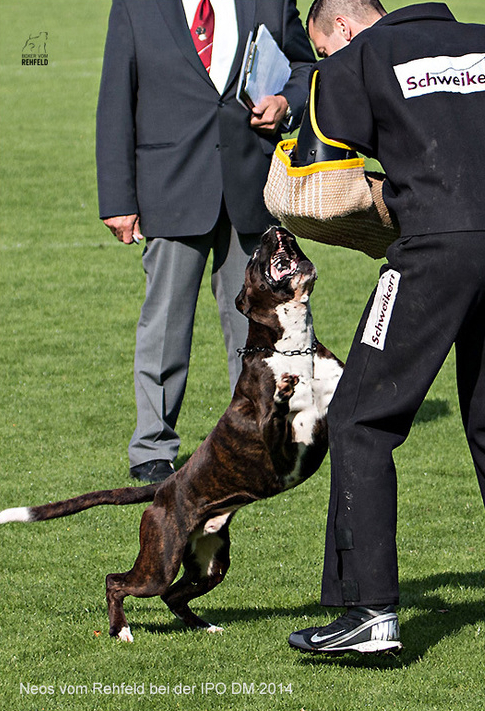 Working Dog Aesthetics #1 - Dog, Dog breeds, German boxer, Dog training