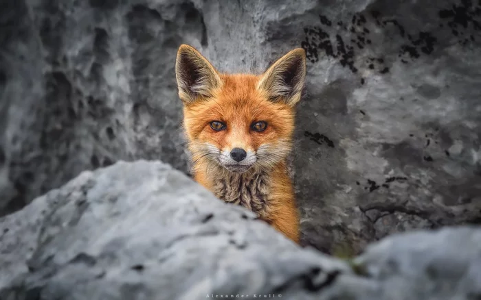Alertness - Fox, Alertness, beauty, Wild animals, wildlife