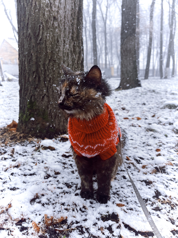 ����: ���������, ����, ����, ������������������