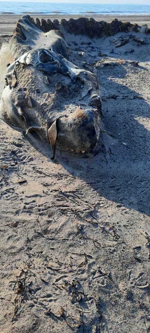 A strange creature washed up on the shore - Find, Crocodiles, Whale, Copy-paste, Longpost, Remains, Unclear, Alexandrovsk-Sakhalinsky