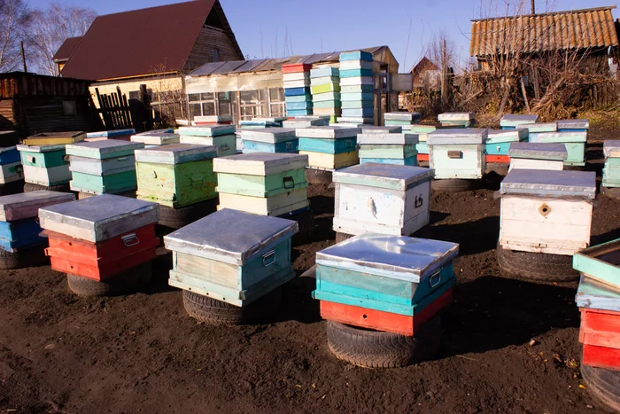 What do you need to buy to start an apiary? - My, Bees, Insects, Apiary, Village