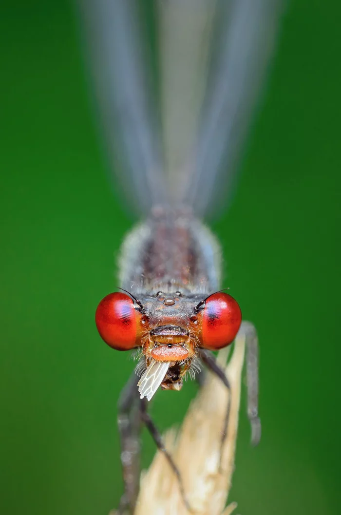 Ты следующий! - Моё, Макросъемка, Природа, Фотография, Дикая природа, Стрекоза, Nikon, Nikon d5100, Sigma