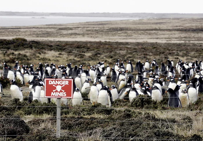 Reply to the post WHO HAD IT? - Mines, Penguins, Falkland Islands, Reply to post