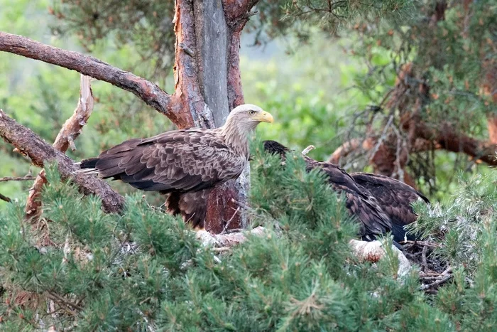 ORLAN-BELOKHVOST appeared in the suburbs of St. Petersburg - My, The nature of Russia, Eagle, Eagle, Coat of arms, Saint Petersburg, Pavel Glazkov, Longpost