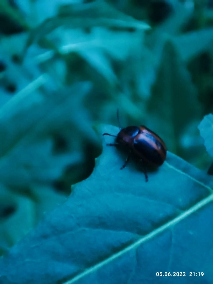 Просто жук | Пикабу