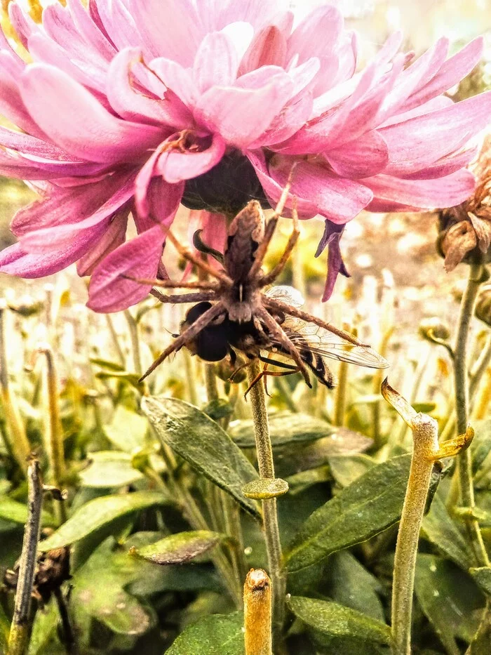 Spider at lunch - My, Spider, Mobile photography, Macro photography