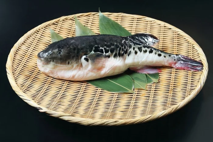 Fugu fish - My, Life hack, A fish, Fishing, Japan, Traditions, Advice, Idea