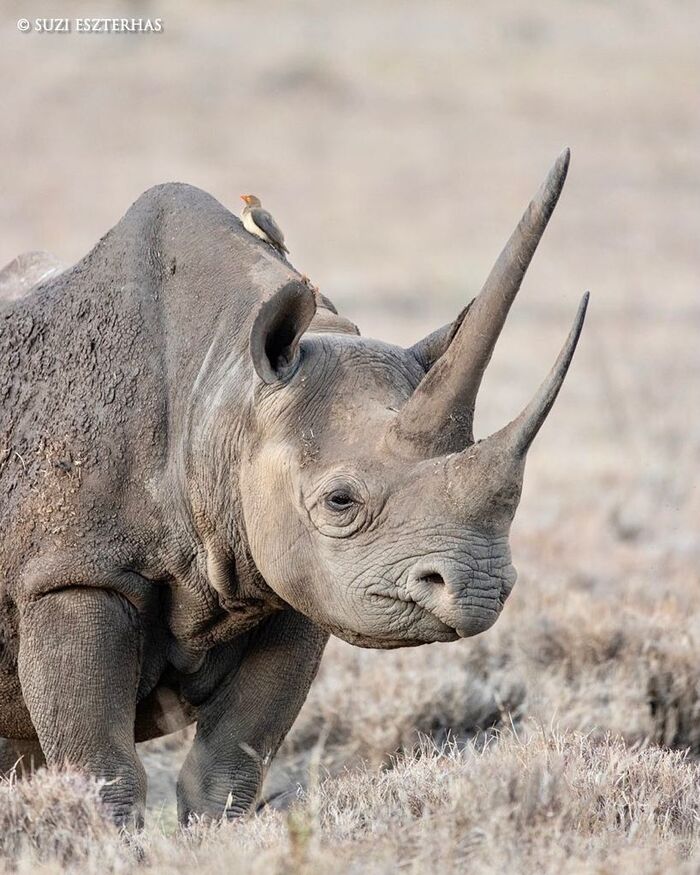 Black Rhino Sonya - Black Rhinoceros, Endangered species, Rhinoceros, Mammals, Animals, Wild animals, wildlife, Nature, Reserves and sanctuaries, Africa, The photo, Video, Young, Feeding, Longpost