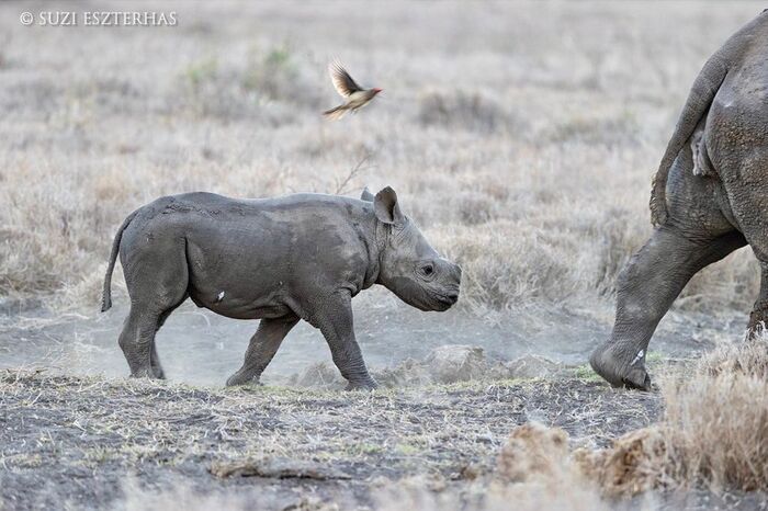 Чёрный носорог Соня | Пикабу
