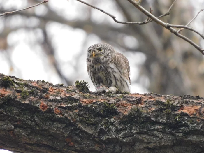 Sad Owl in Moscow - My, Birds, Moscow, Owl, Sparrow owl, The photo